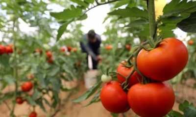 madr:-prelungirea-perioadei-de-valorificare-a-productiei-din-programul-tomata,-supusa-dezbaterii-publice
