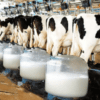 cantitatea-de-lapte-de-vaca,-colectata-in-primele-4-luni-ale-anului-2022,-este-in-scadere
