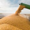 iata-care-sunt-efectele-reluarii-exporturilor-de-cereale-din-ucraina