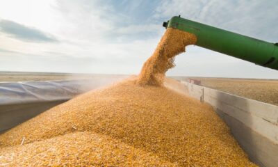 iata-care-sunt-efectele-reluarii-exporturilor-de-cereale-din-ucraina