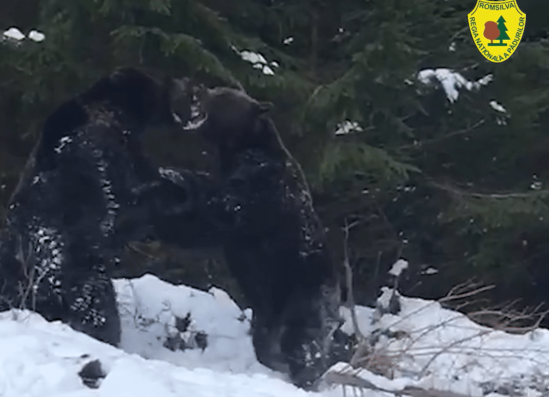 bataie intre doi ursi - News Moldova