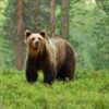 Prefectura Neamț, măsuri împotriva urșilor din Poiana Teiului: plan de capturare a 4 exemplare - News Moldova
