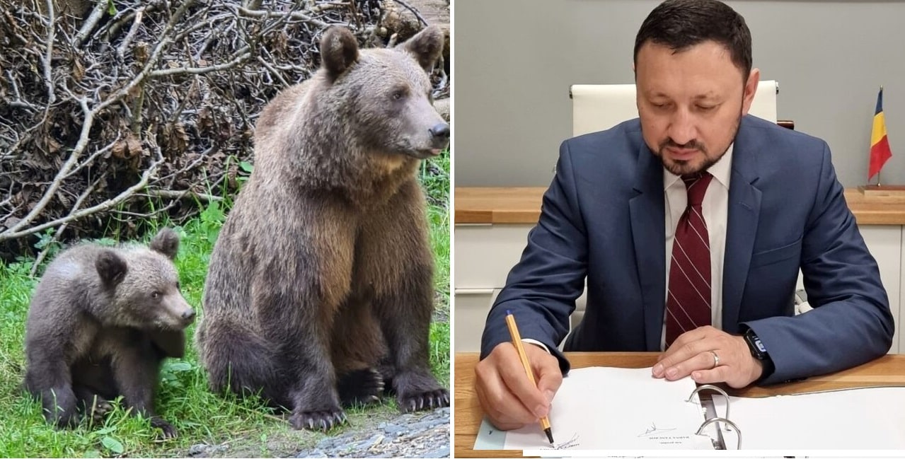ministrul-mediului-a-stabilit-cota-de-preventie-la-urs-la-140-de-exemplare!-–-moldova-invest