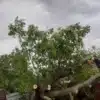 copaci doborati nt - News Moldova