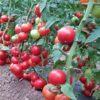 comisia-europeana-a-aprobat-un-ajutor-de-37,6-milioane-de-euro-pentru-producatorii-tomate-si-usturoi-din-romania