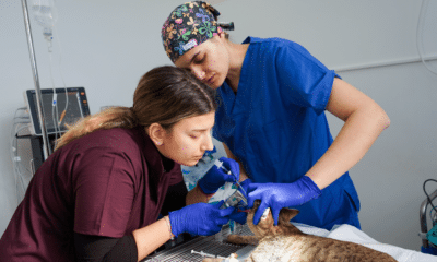 Aparat de anestezie veterinară, de ultimă generație achiziționat la USV Iași - News Moldova